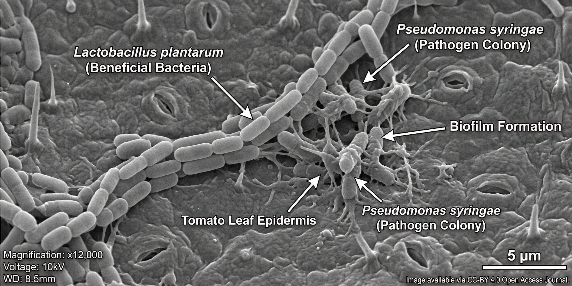Lactic acid bacteria under scanning electron microscopy — key organisms in fermented agricultural inputs and biological disease suppression