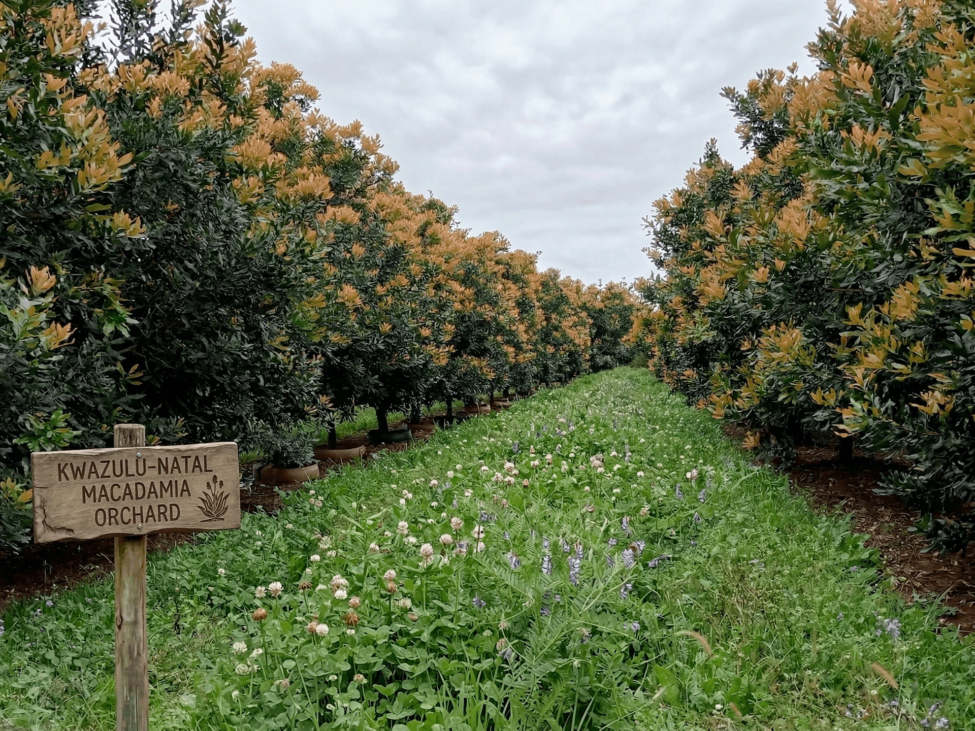 Healthy macadamia orchard canopy supported by regenerative soil biology and fermented organic inputs